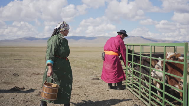 Mongolian couple carrying barrel opening ranch gate preparing to milk the cow