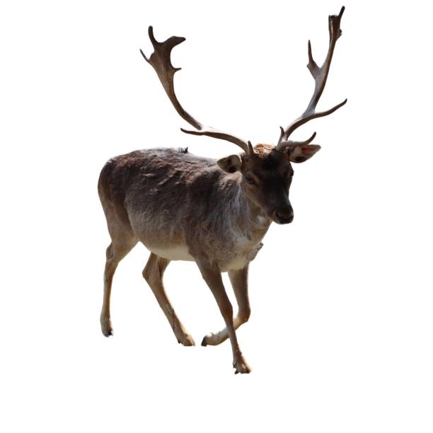 istock wild animal mammal fallow deer on white background- 1731076622