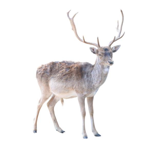 istock wild animal mammal fallow deer on white background- 1731076625