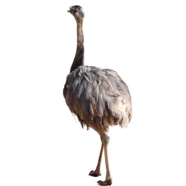 istock Nandu South American ostrich on white background- 1731076626