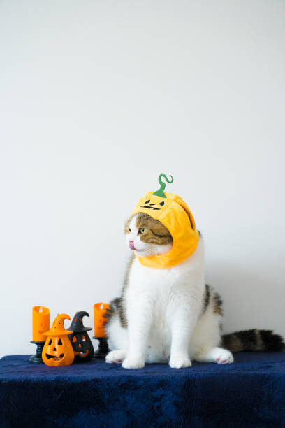 istock close up scottish cat with wearing pumpkin halloween concept 1731107654