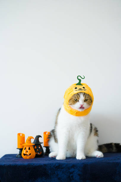 istock close up scottish cat with wearing pumpkin halloween concept 1731107656