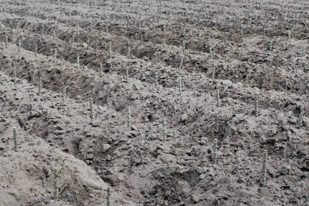 Plantation de manioc sur les terres agricoles - Photo