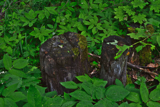 istock tree stump among green leaves isolated close up 1731114678
