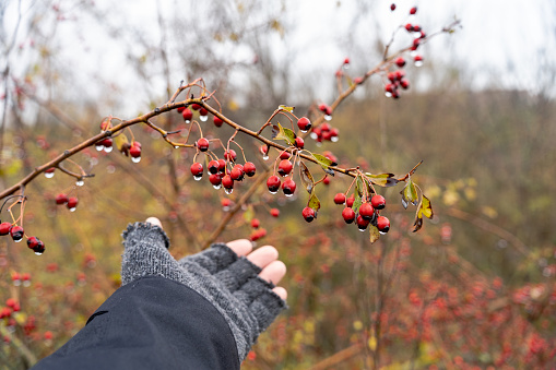 On a cold rainy morning a man holds in his hand a woolen glove with the fingertips cut off, he tries to pick some red berries from which raindrops are hanging, the environment is out of focus in a wooded area in nature.