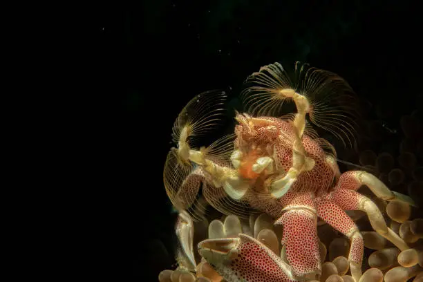 Neopetrolisthes maculatus is a small, colourful crustacean with a porcelain-like shell. This porcelain crab is usually found within the stinging tentacles of a number of sea anemone species.  Lembeh Strait, North Sulawesi, Indonesia.