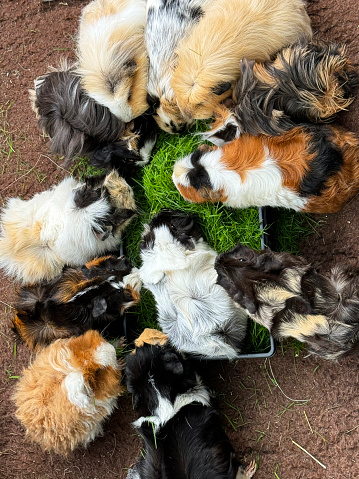 Stock photo showing close-up, elevated view of an indoor enclosure containing several breeds of long and short haired cavies feeding on cut grass from a plastic tray. Breeds of guinea pigs include Abyssinian, Dalmatian cross, Swiss and Teddy crosses and a Sheba Mini Yak.