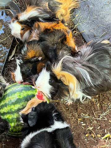 Stock photo showing close-up, elevated view of an indoor enclosure containing several breeds of long and short haired cavies feeding on a watermelon. Breeds of guinea pigs include Abyssinian, Dalmatian cross, Swiss and Teddy crosses and a Sheba Mini Yak.