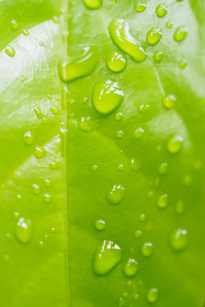 istock Freshness background, Droplets on green leaf background, Close up shot 1731132067