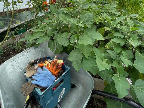 Stock photo showing a close-up view of a wheelbarrow with gardening gloves in a plastic polytunnel greenhouse at a garden centre nursery, which is filled with potted tomato plants with large green leaves and fruiting chilli plants. Agriculture concept.