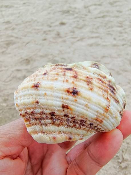 istock Hand holding sea shell isolated on beach background 1731145615