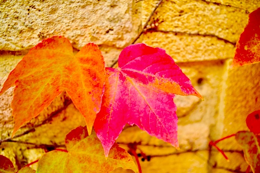 Grapes leaves growing on a wall in Autumn