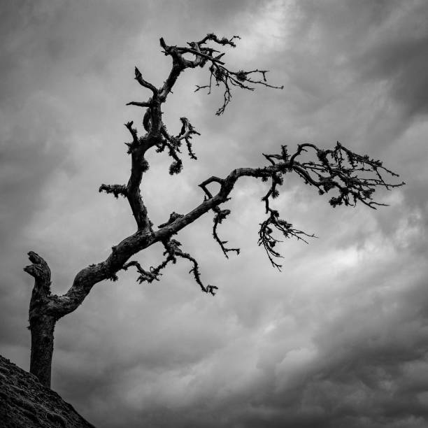 istock A dead tree on a mountain. Storm clouds in the background 1731162065