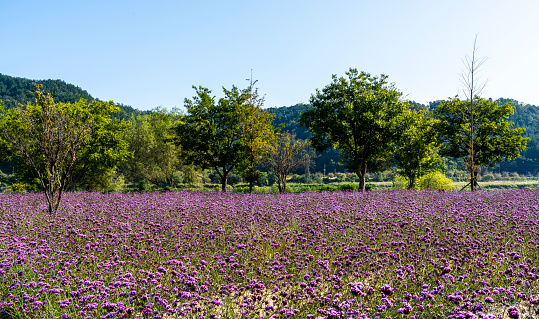 Purple chrysanthemum flower field (October 11, 2023, Forest of Patriotic Soldiers, Uiryeong-gun, Gyeongsangnam-do, Korea)
