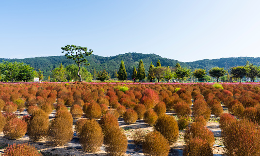 Kochia scoparia flower field (October 11, 2023, Forest of Patriotic Soldiers, Uiryeong-gun, Gyeongsangnam-do, Korea)