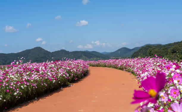 istock Cosmos flower field 1731164338