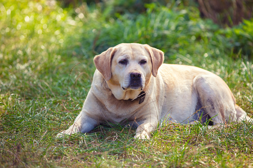 Labrador retriever lies on the grass in the summer garden