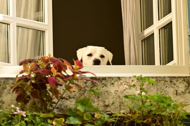 istock Labrador Retriever Puppy 1731166045