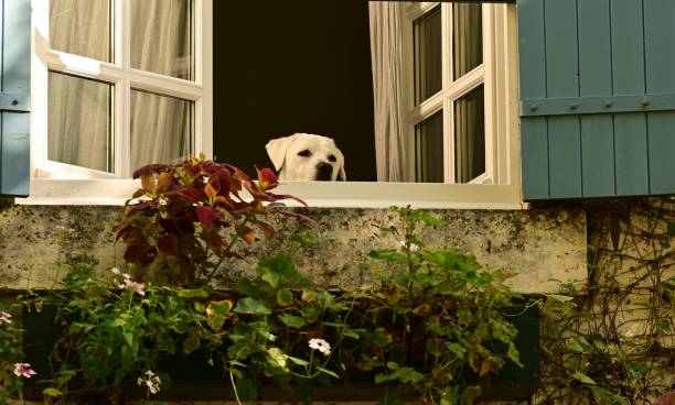 istock Labrador Retriever Puppy 1731166054