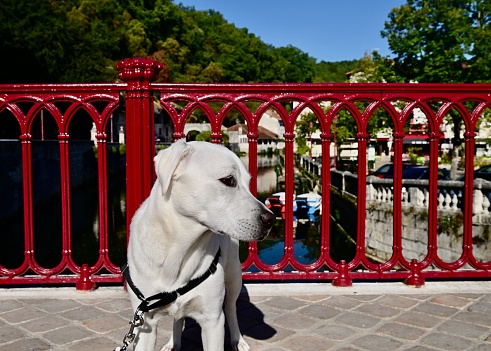 Young Service dog in a small French village