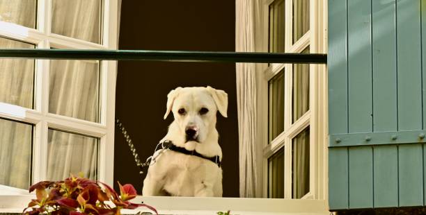 istock Labrador Retriever Puppy 1731170542