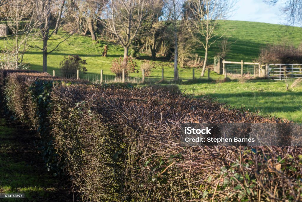 Freshly trimmed hedges at a field in County Down, Northern Ireland, United Kingdom, UK Agricultural Field Stock Photo