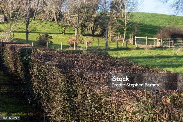 Freshly Trimmed Hedges At A Field In County Down Northern Ireland United Kingdom Uk Stock Photo - Download Image Now