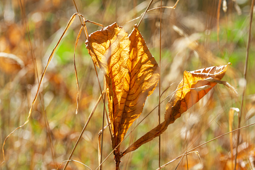 dry chestnut leaf in dry grass on a sunny autumn day