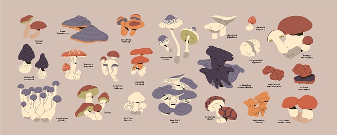 Mushrooms set. Forest edible flora for harvest. Various bolete, fungi: suillus, agaric, amanita, aspen, morel, honey fungus, shimeji, giant puffball. Autumn nature. Flat isolated vector illustration.