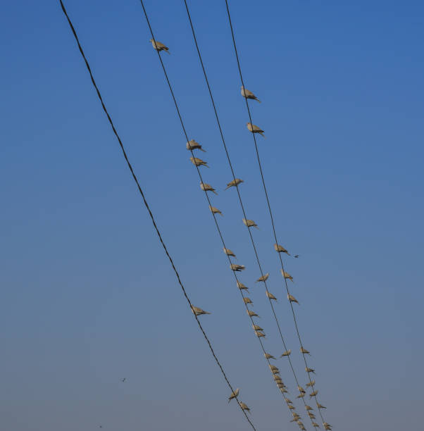 istock Many birds on the electric wires 1731188070