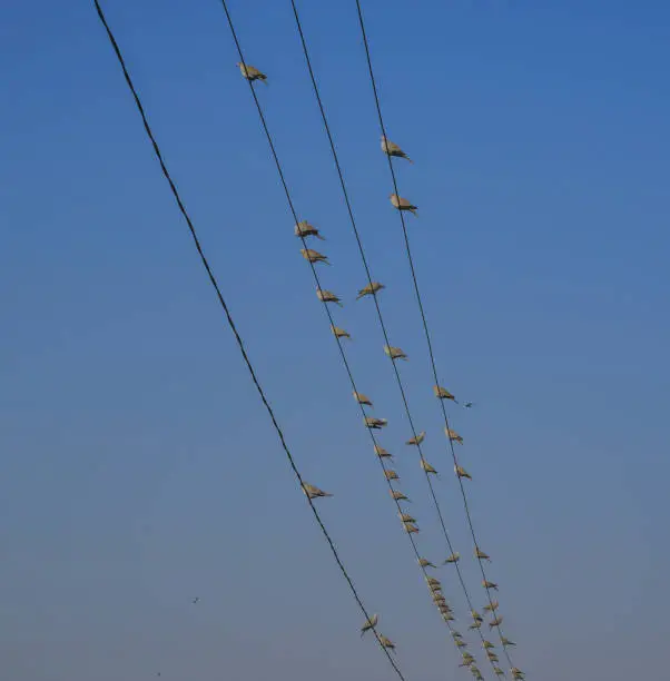 Many birds on the electric wires under blue sky at sunny day.