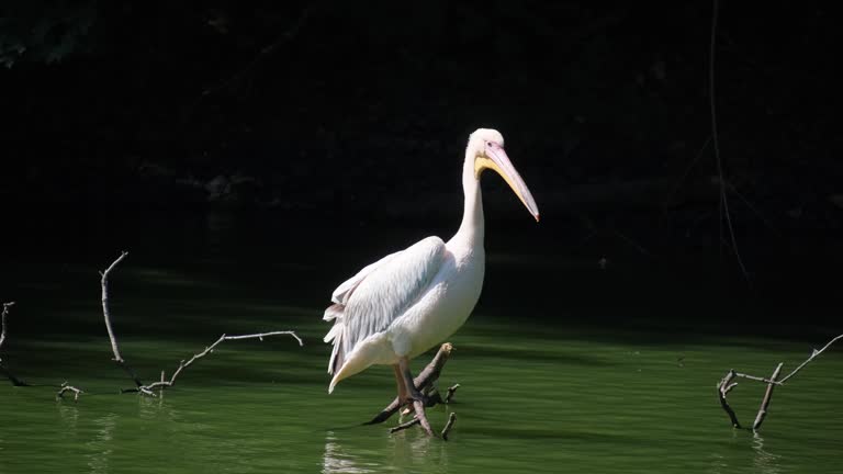 A great white heron sits on a tree branch on the river - a large wetland bird of the heron family.