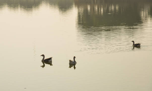 istock Ducks swimming on the pond 1731194513