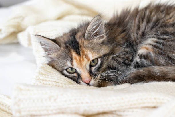 istock A striped cat is resting on a white bed. A small fluffy kitten lies on a white blanket and looks at the camera. 1731199274