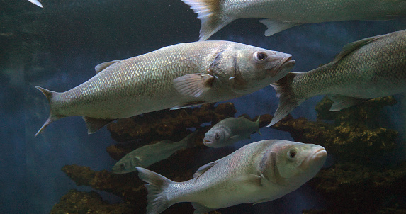 Sea Bass, dicentrarchus labrax, Group Swimming