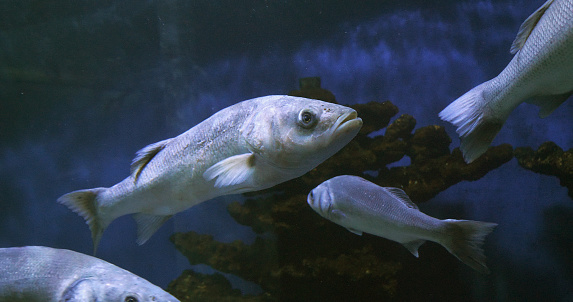 Sea Bass, dicentrarchus labrax, Group Swimming