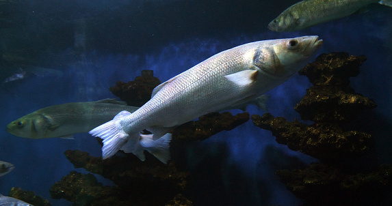 Sea Bass, dicentrarchus labrax, Group Swimming