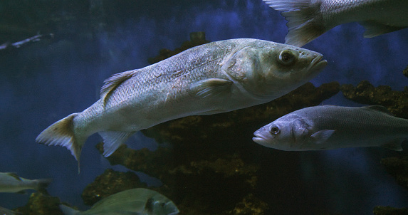 Sea Bass, dicentrarchus labrax, Group Swimming