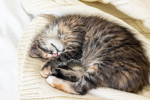a small gray beautiful fluffy kitten is sleeping nearby .Cat sleeping close-up.