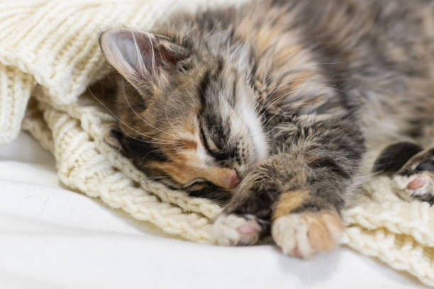 istock a small gray beautiful fluffy kitten is sleeping nearby .Cat sleeping close-up 1731202156