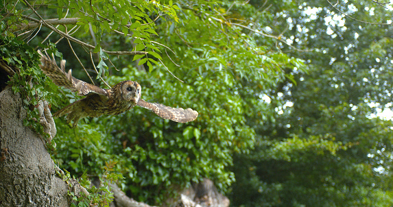 Eurasian Tawny Owl, strix aluco, Adult in Flight, Taking off from Tree, Normandy
