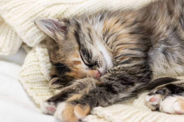 istock a small gray beautiful fluffy kitten is sleeping nearby .Cat sleeping close-up 1731202173