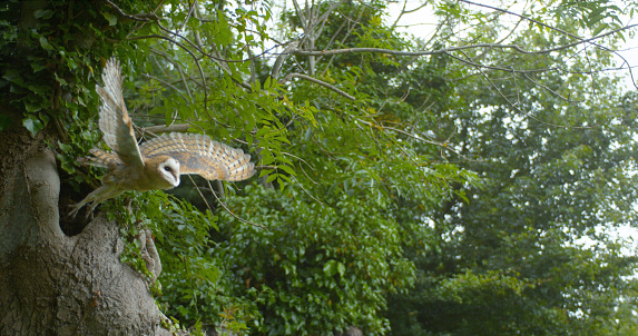 Barn Owl, tyto alba, Adult in flight, Taking off, Normandy