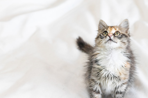 A striped cat is playing on the bed. A small fluffy kitten is sitting on a white bed and looking at the camera. Copy space.