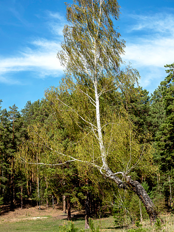 crooked birch tree with young green spring leaves on the edge of the forest against a blue sky