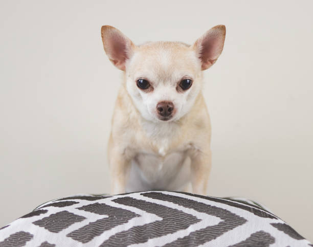 グレイと白の枕と白い背景に立つ茶色の短い髪のチワワ犬。カメラを見て。 - bedroom indoors wall bedding ストックフォトと画像