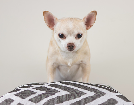 Portrait of brown short hair Chihuahua dog standing on  grey and white pillow and white background. looking at camera.