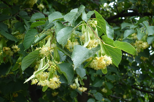 Twigs of linden tree with lots of flowers in June