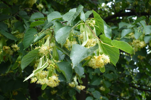 Twigs of linden tree with lots of flowers in June Twigs of linden tree with lots of flowers in June tilia cordata stock pictures, royalty-free photos & images