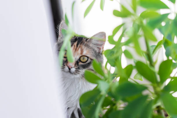 istock A small gray kitten is resting on the windowsill and looking out the window, close-up, soft selective focus. 1731207743